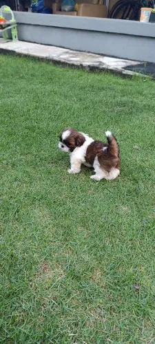 Filhote de Shih tzu