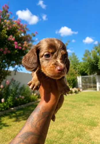 Daschshund pelo longo machos e fêmea