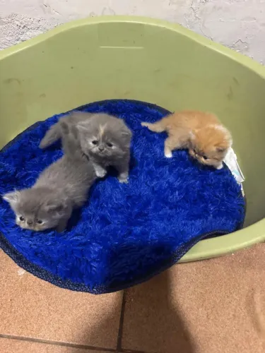 Lindos filhotes de gatos persa puro pra reserva