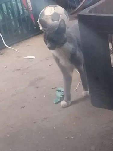 Lindo Gato cinza