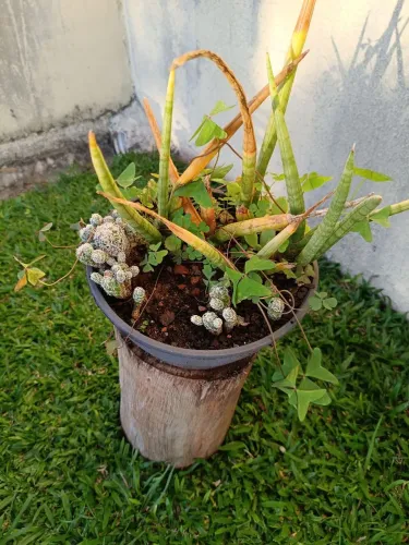 Planta com vaso para ornamentação.