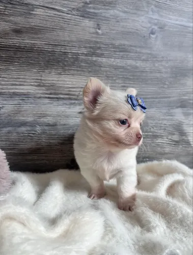 Chihuahua Macho PELO LONGO  - Filhote | Maringá R$3.000