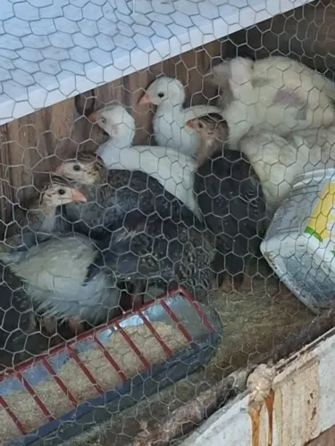 Vendo pintinhos de angulista