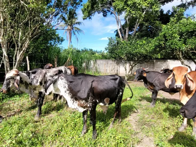 VENDA BOIS MESTIÇOS LINDOS