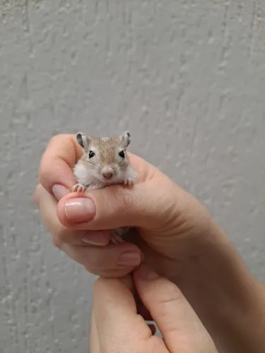 Esquilo da Mongolia Gerbil GoldenAgouti