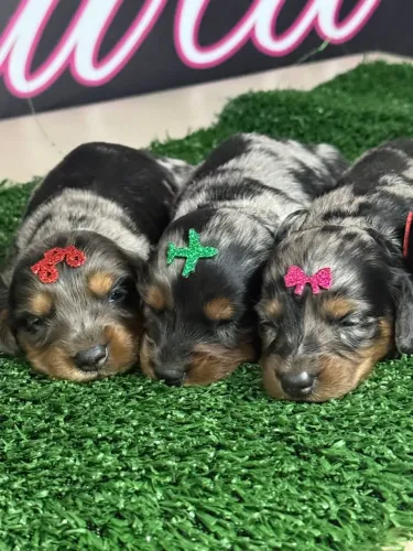 Daschund pelo longo para reserva!??