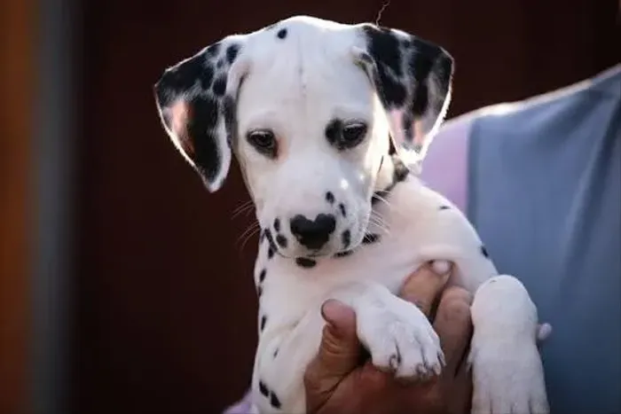Dalmata filhotes disponiveis