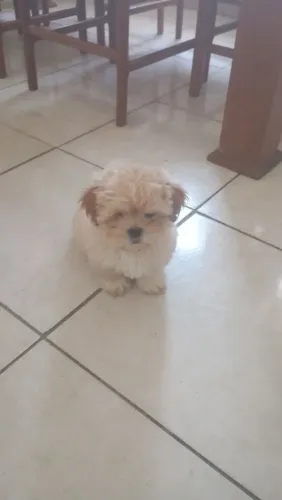 Cachorro Shitzu macho