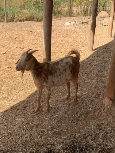 Cabras e bodes