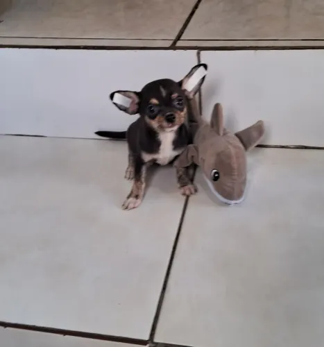 Lindo filhote de chihuahua MACHO