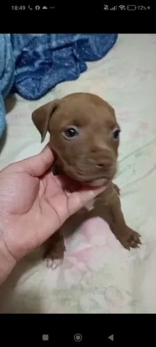 Pit Bull