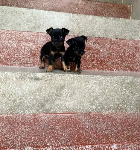 Pinscher Macho - Lindo, Saudável e Brincalhão!