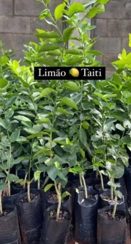 Limão Taiti 