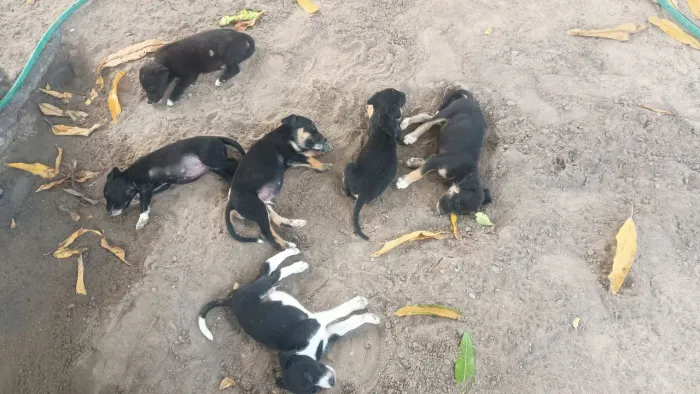 Cachorros para adoção
