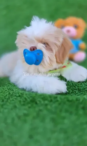 Shih-tzu de alto padrão