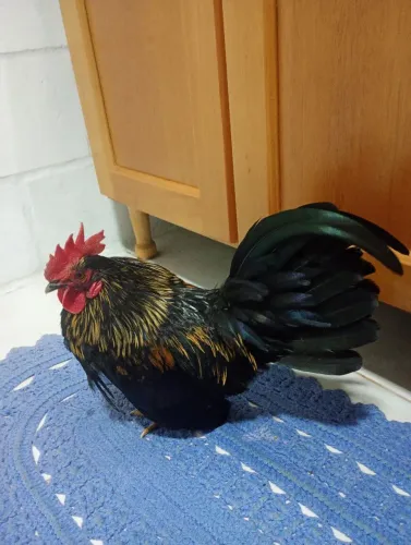 Garnisé perna curta