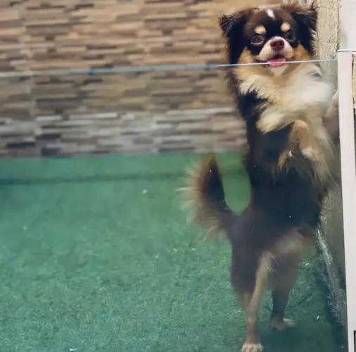 Chihuahua para cruzar procura namorada