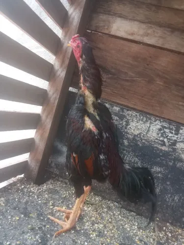 Galo índio (Frango)