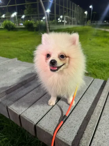 Spitz alemão macho 