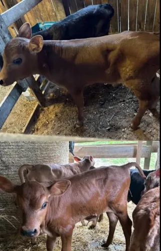 Doação de terneiro