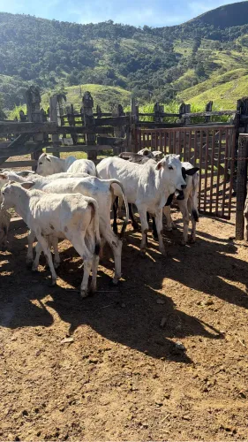 Vendo bezerras desmamadas