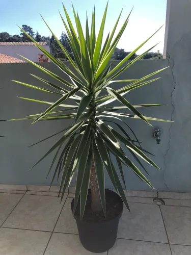 Planta Yuca (3)