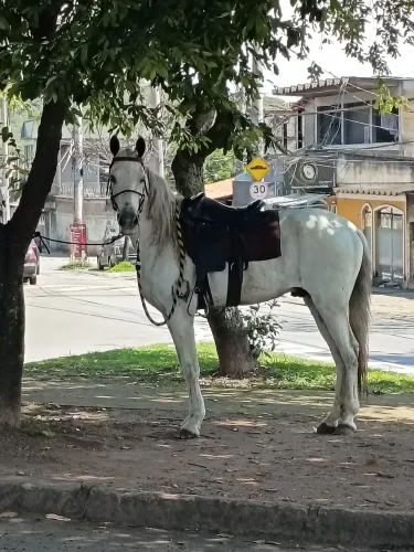 Cavalo capado