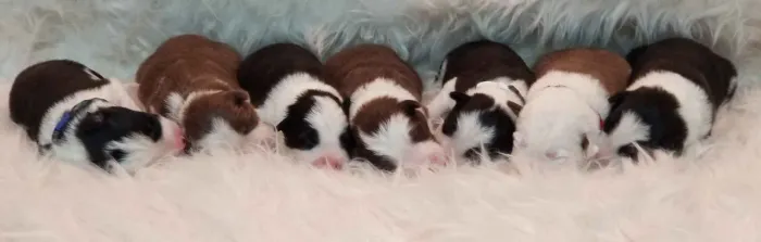 Filhotes de Border Collie | Venha descobrir seu companheiro favorito!