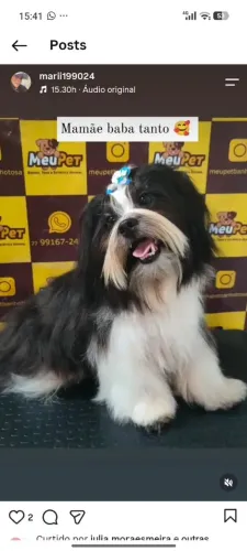 Filhote de Shitzu Macho pra reserva