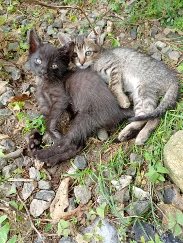 Doa-se filhotes de gatos