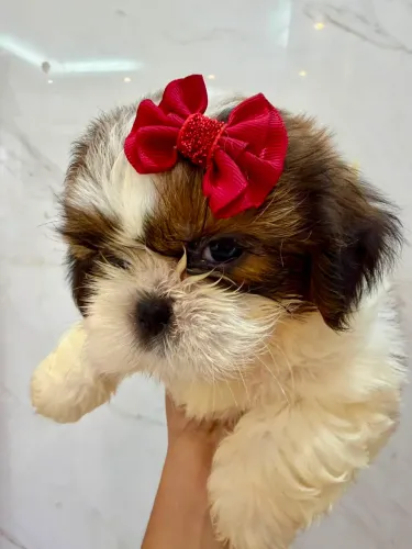 Cachorro shihtzu 
