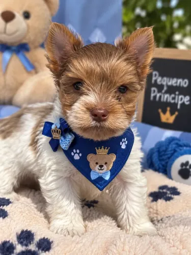Levamos até você! Raro filhote de yorkshire merle  