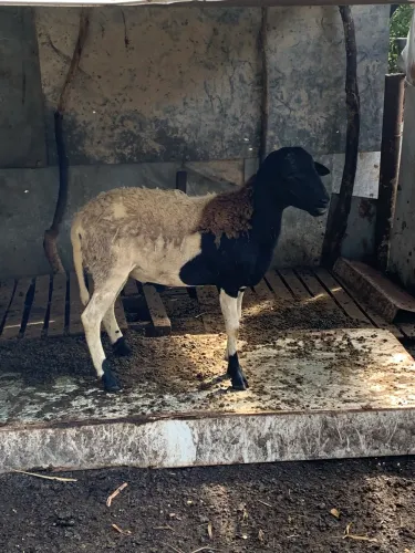 Vende-se Carneiro mestiço de dorper