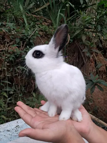 Coelhinho fofinho anão