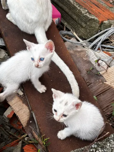 Gatos disponíveis para adoção 