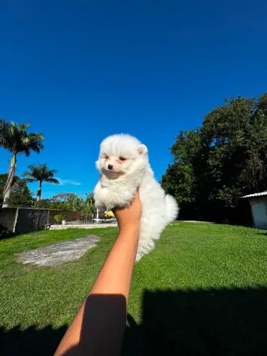 Lulu da pomerania,lindos filhotinhos anões com pedigre