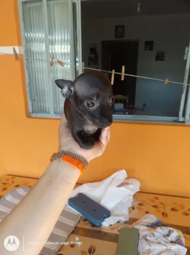 Vende se Fêmea Pincher 