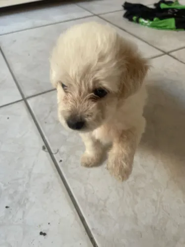 Vendo uma cachorra fêmea poodle com 45 dias de vida já vermifugada