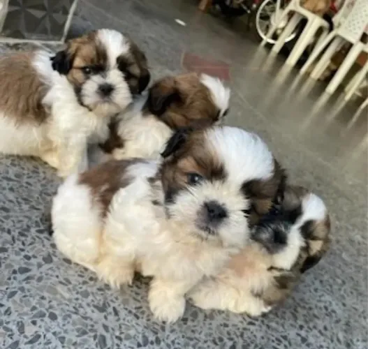 Cachorro shitzu