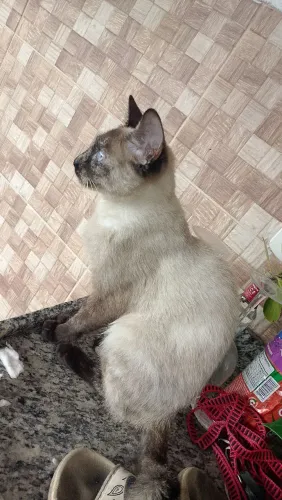 Gatinhas siamês e pretinha com amarela doação 