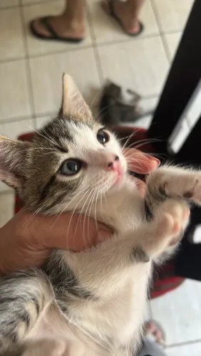 Doação filhote de gato