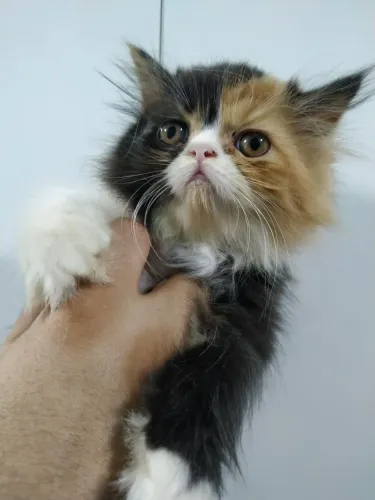 Gata persa tricolor