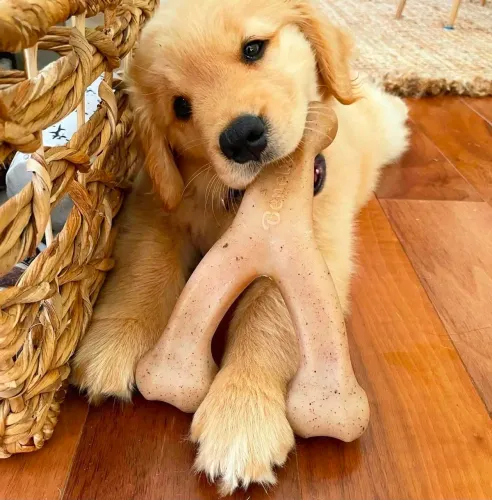 Golden Retriever Uma fofura que pode surpreender você pessoalmente