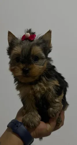 Lindas fêmeas de Yorkshire!!!