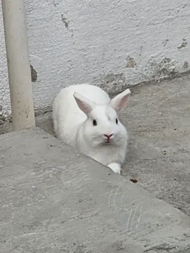 Coelhos anão