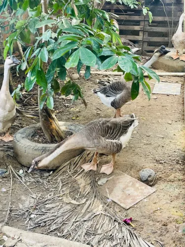 Vendo 5 gansos sinaleiros chineses