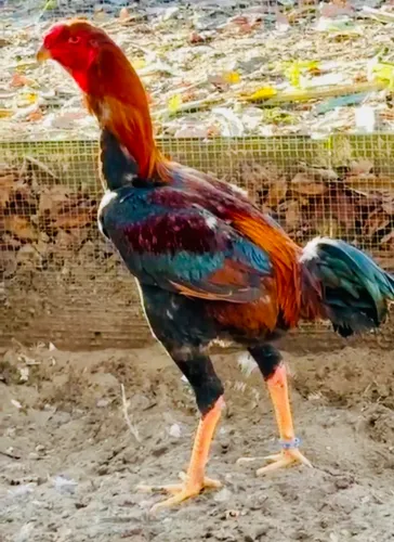 Ovos Índio gigante 