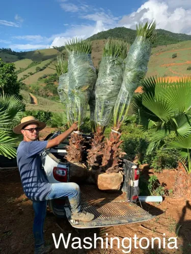 PALMEIRAS E PLANTAS PARA PAISAGISMO