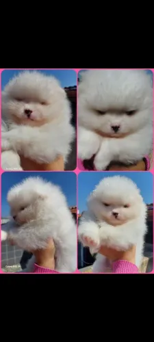Lulu da Pomerânia macho 