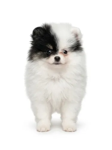 ? Lindo Filhote de Lulu da Pomerânia (Spitz Alemão) disponível! ?